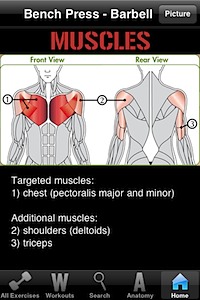 Muscles Muscles